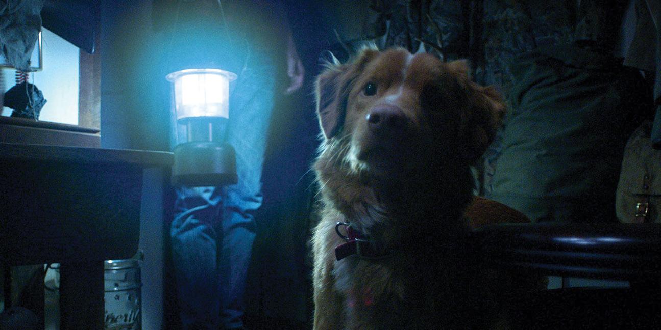 ‘Good Boy’ Shows How Far a Dog’s Love Will Go